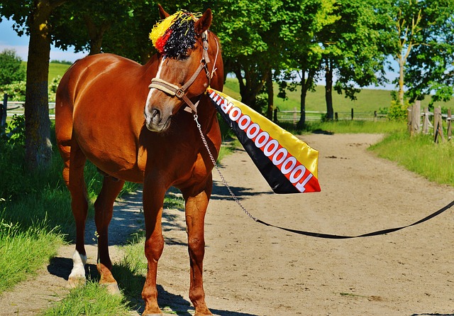 4-1！曼城无解，决战黑马，11年全胜，哈兰德冲金球，CCTV5+直播