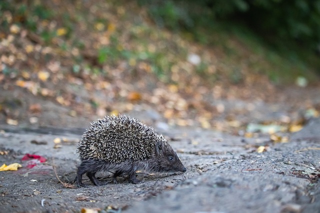 还成功吸引 还成功吸引